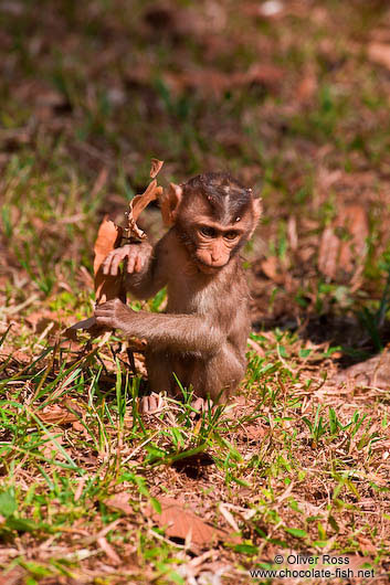 Monkeys near Angkor Thom
