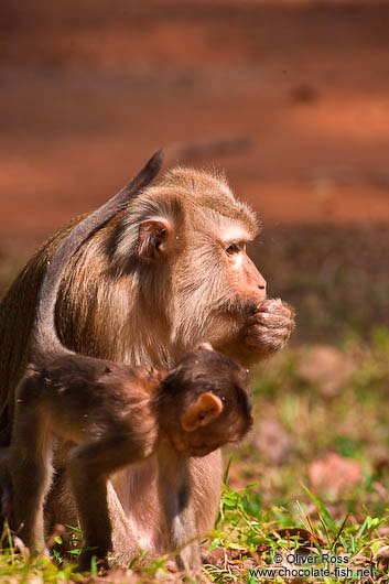 Baboons at Angkor Thom