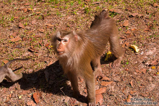 Baboon at Angkor Thom