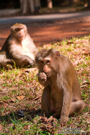 Baboons at Angkor Thom