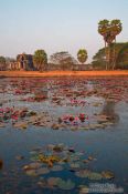Travel photography:Pool with water lilies within Angkor Wat , Cambodia