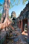 Travel photography:Fig tree at Banteay Kdei , Cambodia