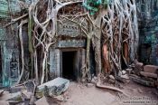 Travel photography:A mesh of tree roots cover this door at Ta Prom , Cambodia