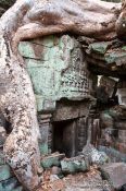 Travel photography:Large tree root at Ta Prom , Cambodia