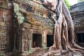 Travel photography:Tree growing on top of Ta Prom , Cambodia