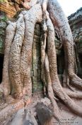 Travel photography:Large tree roots at Ta Prom temple, Cambodia
