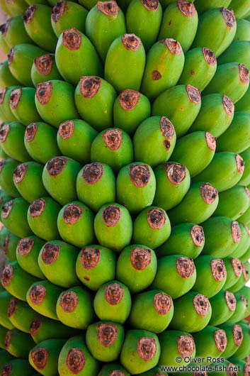 Small bananas growing at Wat Ohnalom 