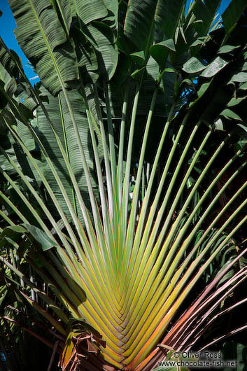 Palm tree at Phnom Penh´s Wat Phnom 