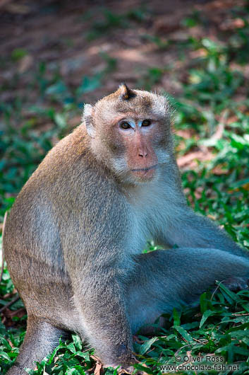 Monkey at Wat Phnom in Phnom Penh