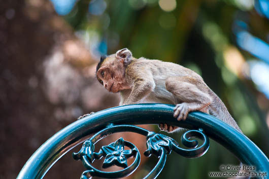 Monkey at Wat Phnom in Phnom Penh