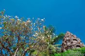 Travel photography:Blossoming tree at Wat Ohnalom , Cambodia