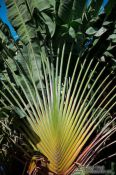 Travel photography:Palm tree at Phnom Penh´s Wat Phnom , Cambodia