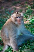 Travel photography:Monkey at Wat Phnom in Phnom Penh, Cambodia