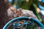 Travel photography:Monkey at Wat Phnom in Phnom Penh, Cambodia