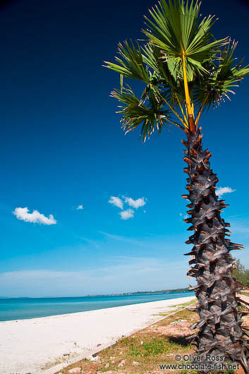 Palm tree at Sihanoukville´s Ochheuteal beach 