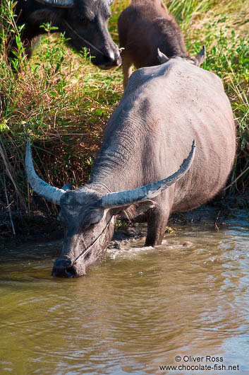 Water buffalo