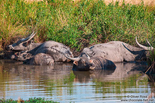 Water buffaloes in their element