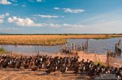 Travel photography:Duck farm along the road from Sihanoukville to Kampott , Cambodia