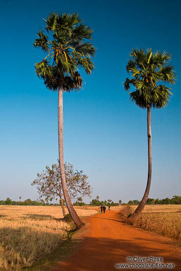 Road in the countryside near Odonk (Udong)