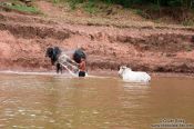 Travel photography:Washing the cows in the Mekong river , Cambodia