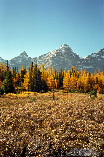 Trees in autumn colour at Lake Louise