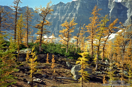 Trees in autumn colour at Lake Louise