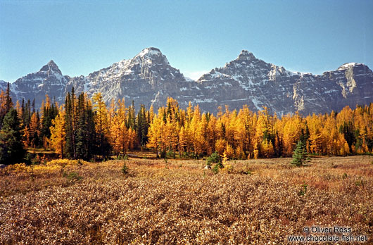 Trees in autumn colour at Lake Louise