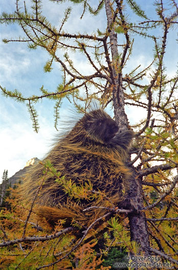 Porcupine near Lake Louise