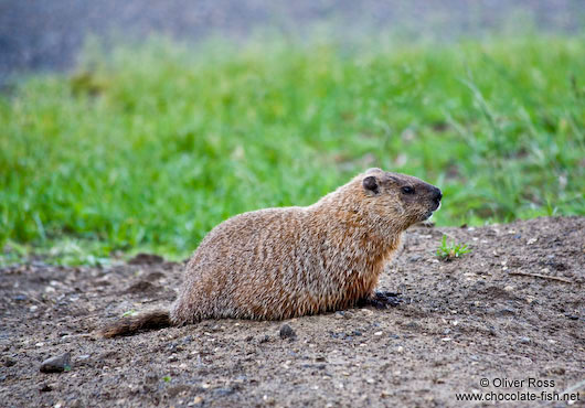 Ground hog in a park on the Île St. Héléne island