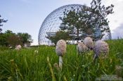 Travel photography:Montreal biosphere with mushrooms , Canada
