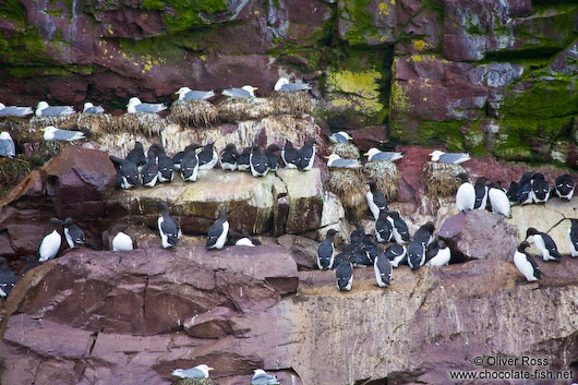 Guillemot colony on bird island near Bay Bulls