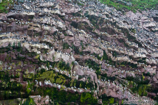 Large guillemot colony on bird island near Bay Bulls