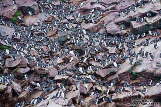 Guillemot colony on bird island near Bay Bulls