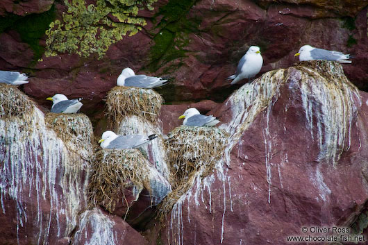 Nesting sea gulls on bird island near Bay Bulls