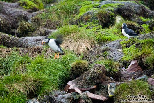 Atlantic puffins (Fratercula arctica) on bird island near  Bay Bulls