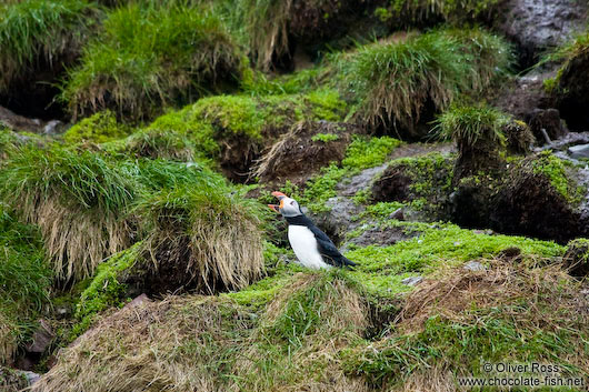 Atlantic puffin (Fratercula arctica) on bird island near  Bay Bulls