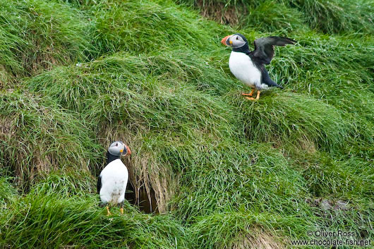 Atlantic puffins (Fratercula arctica) on bird island near  Bay Bulls