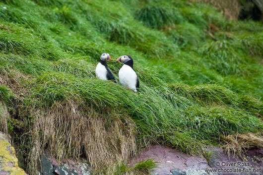 Atlantic puffins (Fratercula arctica) on bird island near  Bay Bulls