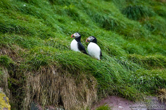 Atlantic puffins (Fratercula arctica) on bird island near  Bay Bulls