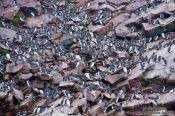 Travel photography:Guillemot colony on bird island near Bay Bulls, Canada