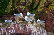 Travel photography:Nesting sea gulls on bird island near Bay Bulls, Canada