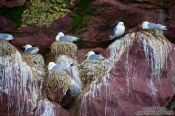 Travel photography:Nesting sea gulls on bird island near Bay Bulls, Canada