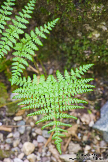 Fern in Quebec´s Mont Tremblant National Park