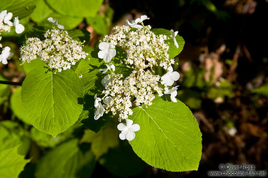 Flower in Quebec´s Mont Tremblant National Park