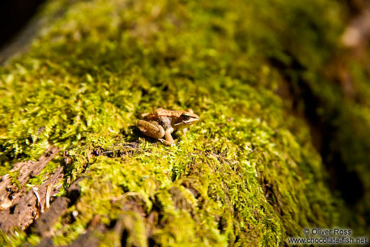 Tiny frog in Quebec´s Mont Tremblant National Park