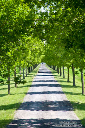 Tree ligned alley in Quebec