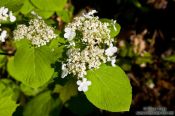 Travel photography:Flower in Quebec´s Mont Tremblant National Park, Canada