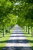 Travel photography:Tree ligned alley in Quebec, Canada