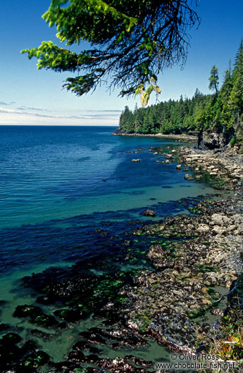 View from Juan de Fuca Trail, Vancouver Island