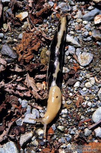 Giant Banana Slug on Vancouver Island